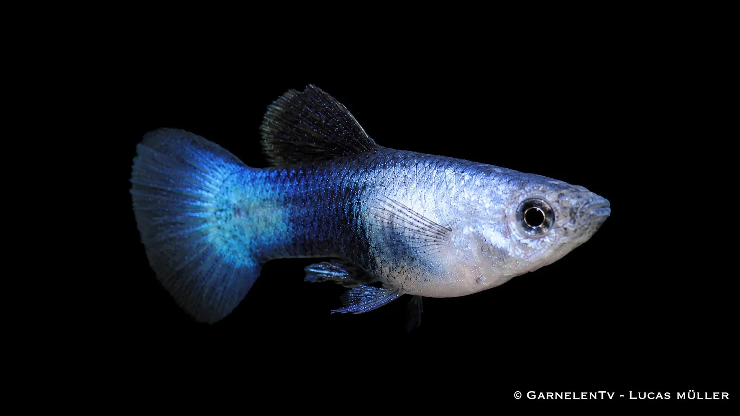 Guppy Blue Panda hane akvariefisk Poecilia reticulata