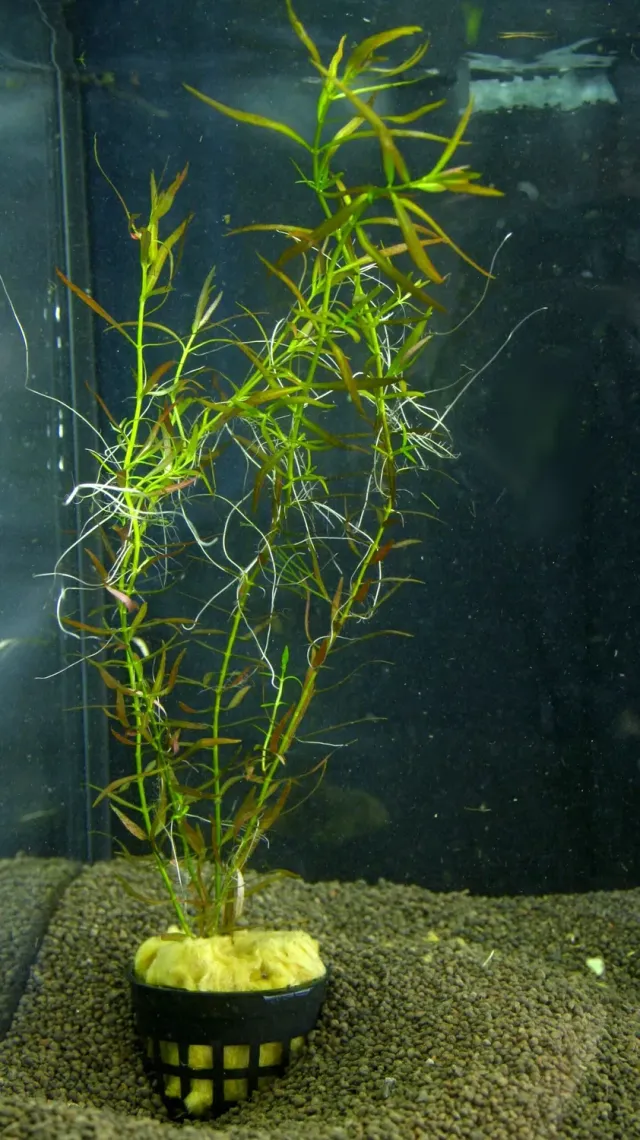 Näsets Ludwigia arcuata Advanced4 akvarieväxt 1 st röd
