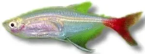 Näsets Ciklidhobby Glass Bloodfin Prionobrama filigera akvariefisk >4,5 cm stim