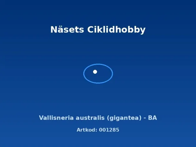 Näsets Ciklidhobby Vallisneria australis akvarieväxt BA hög