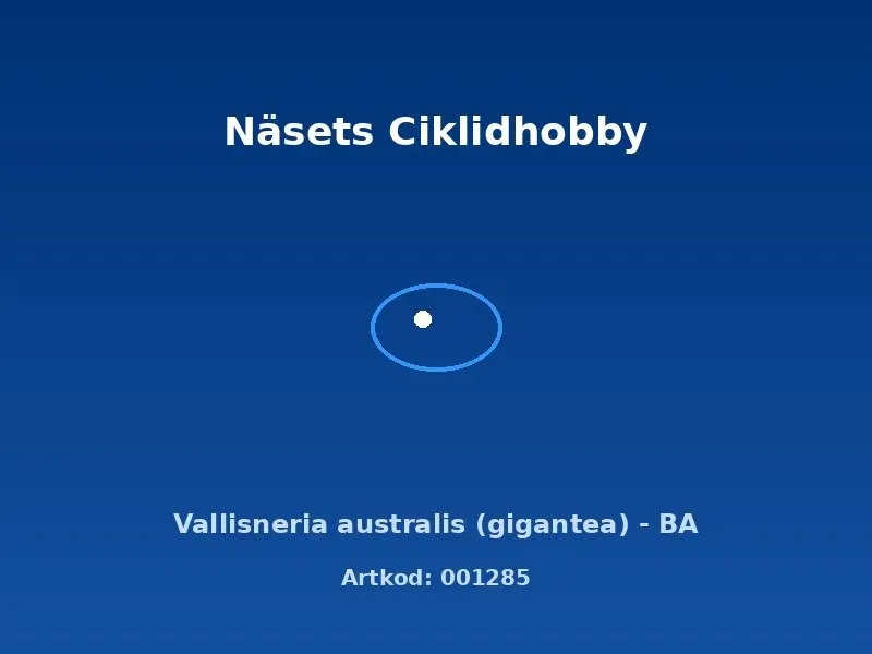 Näsets Ciklidhobby Vallisneria australis akvarieväxt BA hög