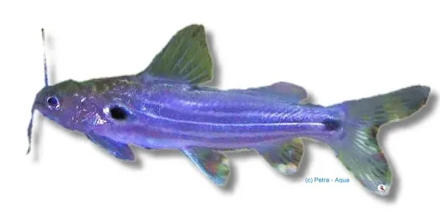 Näsets Ciklidhobby Mystus spec bottenfisk 7–8 cm mörk