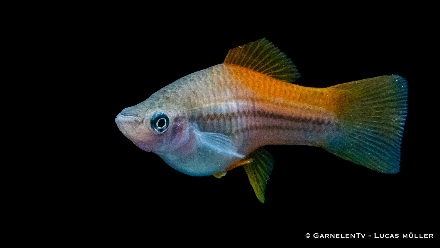 Garnelen TV Neon svärdbärare akvariefisk 5–7 cm