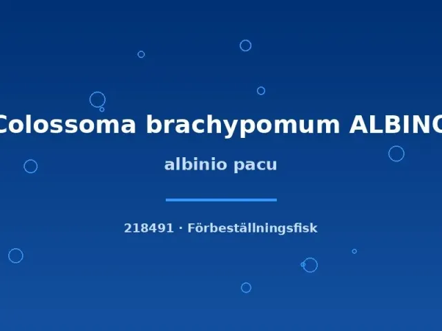 Colossoma brachypomum albino pacu akvariefisk 3–4 cm