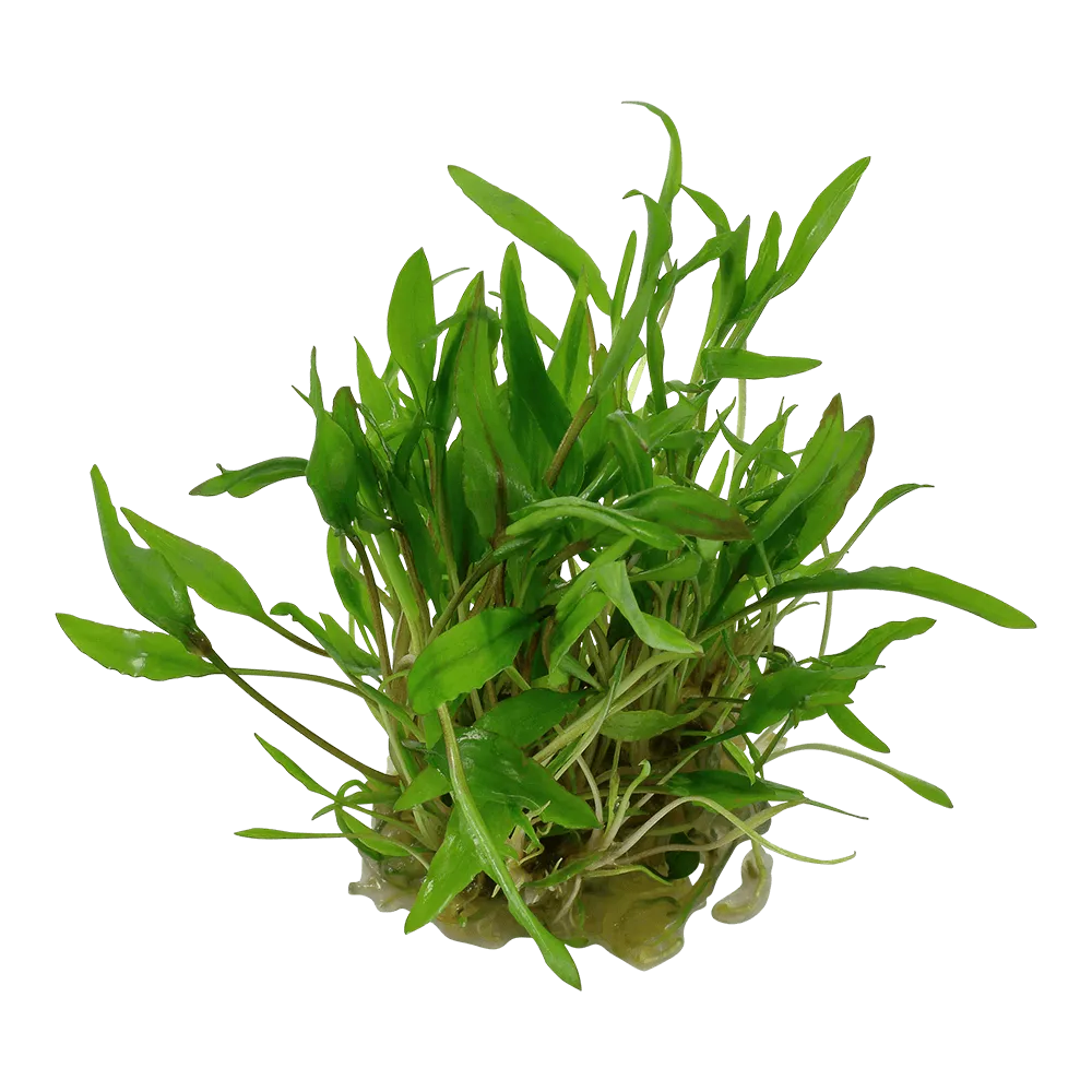 Akvarievalvet Cryptocoryne wendtii Green akvarieväxt