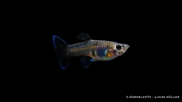 Garnelen TV Black Metal Lace guppyhona 5–6 cm
