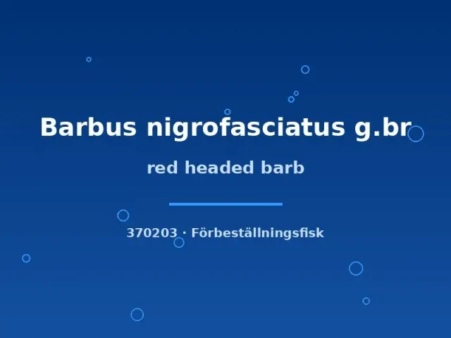 Näsets Ciklidhobby Red headed barb akvariefisk md stimfisk