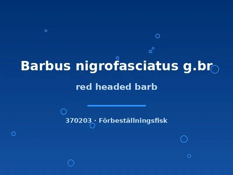 Näsets Ciklidhobby Red headed barb akvariefisk md stimfisk