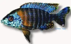 Näsets Ciklidhobby Aulonocara saulosi ciklid XL Malawi