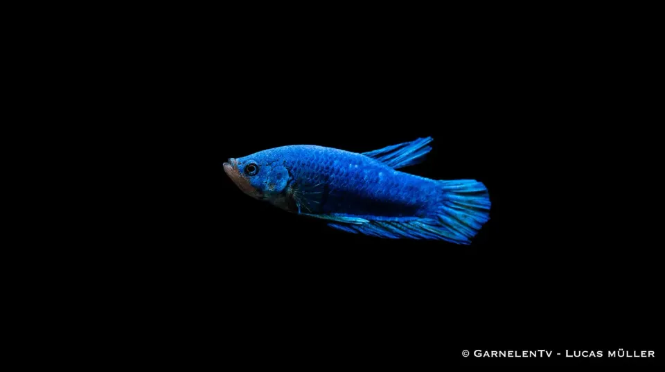 Garnelen TV Betta splendens Plakat kampfisk hane kortfenad