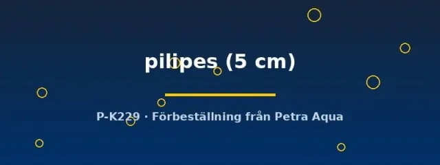 Atyopsis pilipes filterräka 5 cm solfjäder