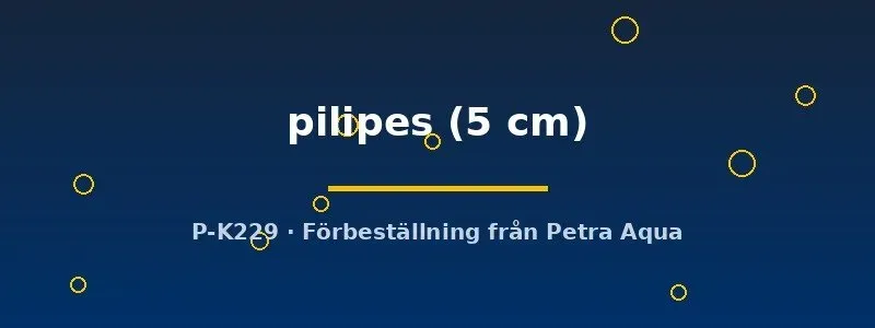 Atyopsis pilipes filterräka 5 cm solfjäder
