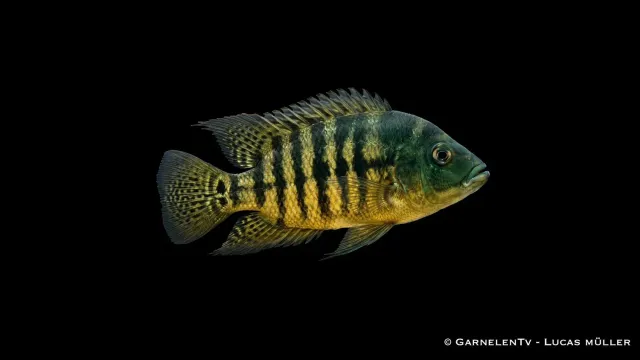 Garnelen TV Hoplarchus psittacus ciklid 35 cm sällsynt