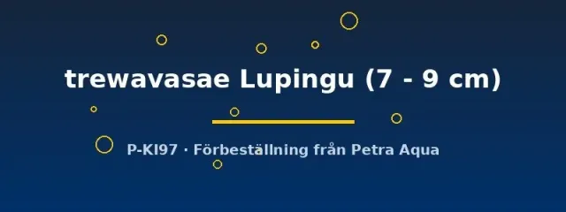 Copadichromis trewavasae Lupingu ciklid 7–9 cm