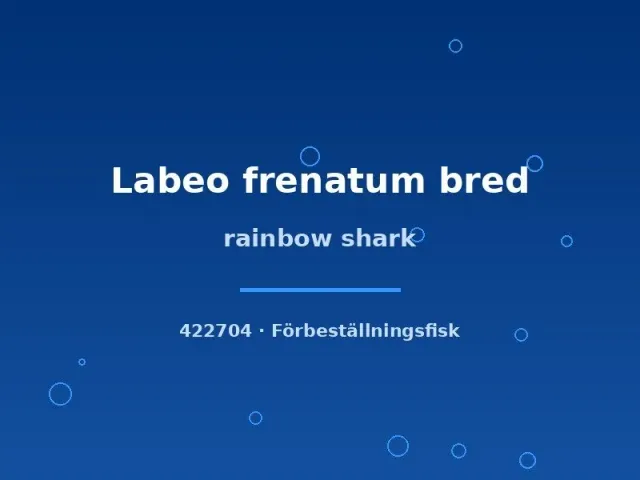 Näsets Ciklidhobby Rainbow Shark Labeo mal 6-8 cm