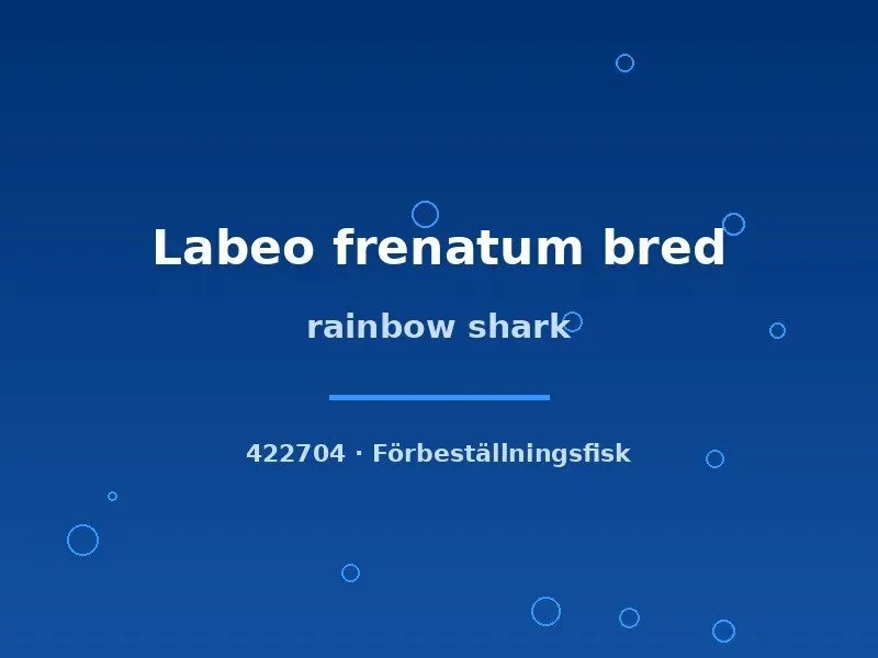 Näsets Ciklidhobby Rainbow Shark Labeo mal 6-8 cm