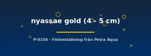 Näsets Ciklidhobby Aulonocara nyassae gold ciklid 4–5 cm gul