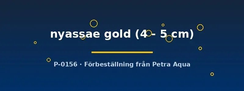 Näsets Ciklidhobby Aulonocara nyassae gold ciklid 4–5 cm gul