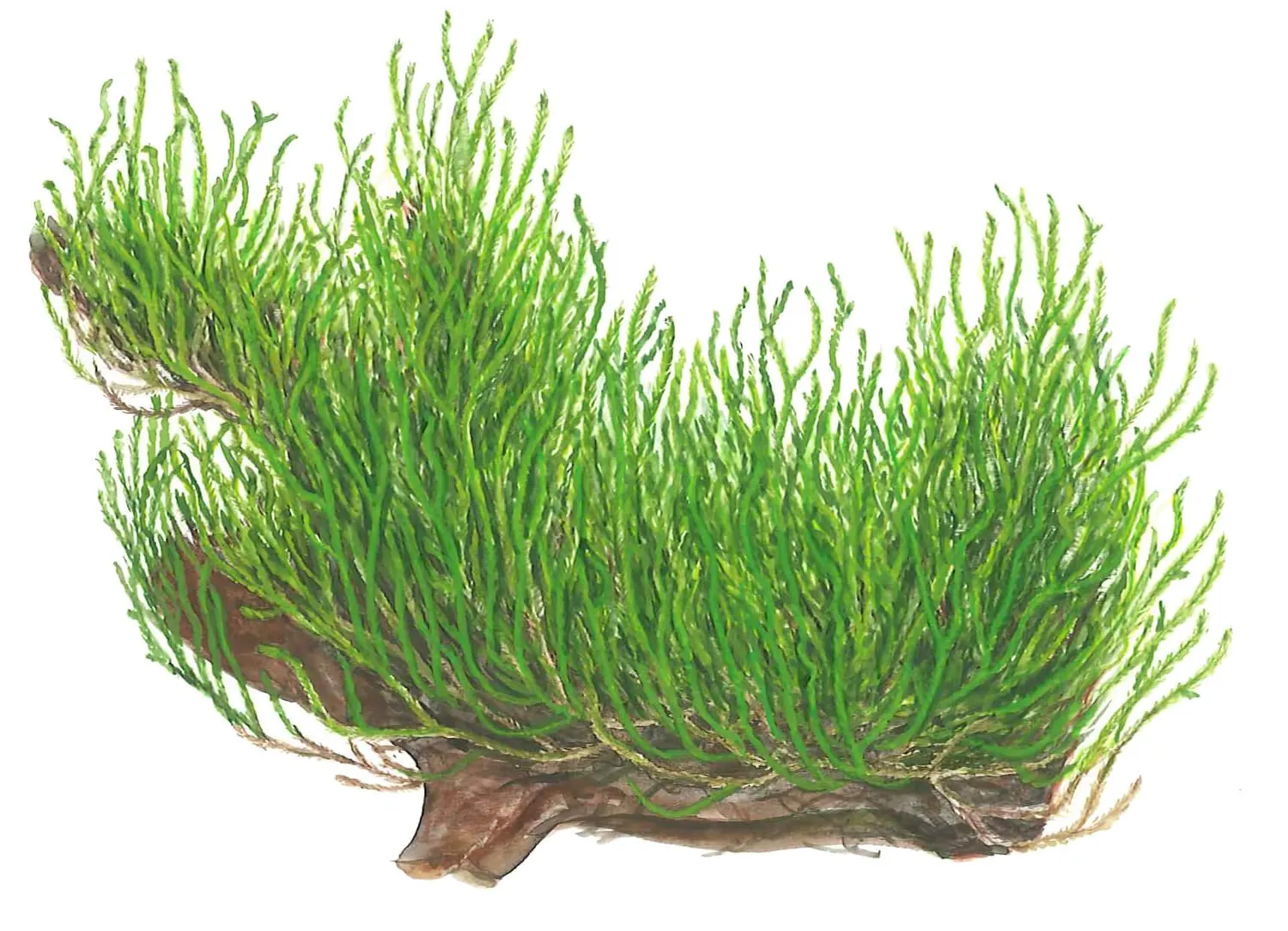 Akvarievalvet Taxiphyllum Flame akvariemossa