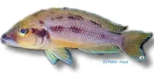 Näsets Ciklidhobby Lamprologus furcifer ciklid 4–5 cm