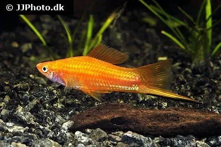 Näsets Ciklidhobby Svärbärare Röd akvariefisk 3–3,5 cm