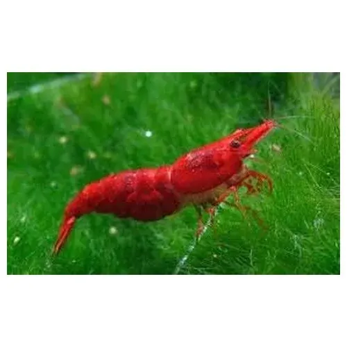 Näsets Red Sakura körsbärsräka Neocaridina röd