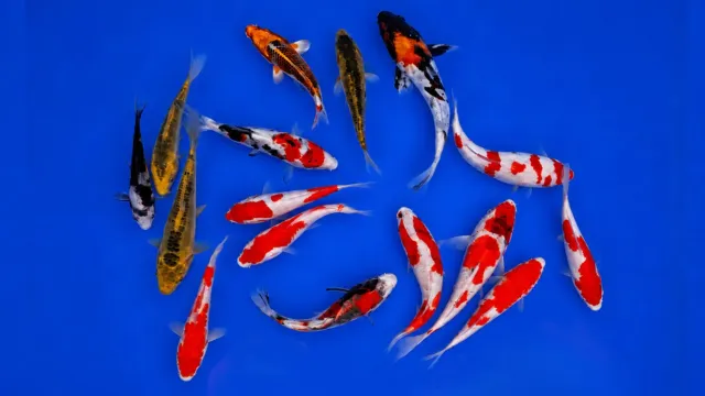 Garnelen TV Yamanaka japankoi 13-18 cm Cyprinus carpio