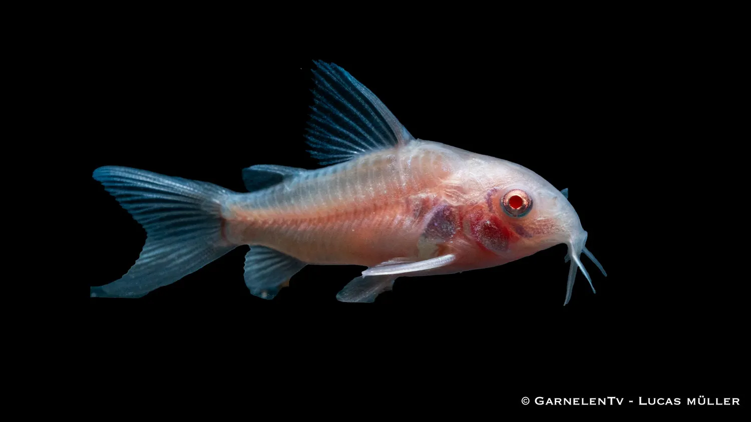 Gefleckter Panzerwels albino Corydoras paleatus pansarmal DNZ