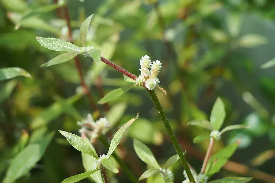 Näsets Ciklidhobby Alternanthera reineckii Rosaefolia akvarieväxt PE