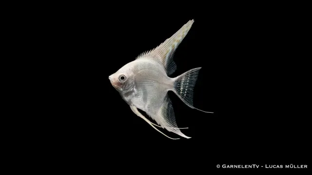 Pterophyllum scalare Snow Diamond skalar vit