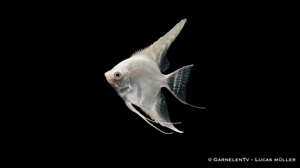Pterophyllum scalare Snow Diamond skalar vit