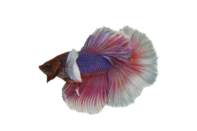 Näsets Ciklidhobby Betta SuperDelta kampfisk hane XL big ears