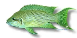 Näsets Ciklidhobby Lamprologus olivaceus ciklid 4–5 cm