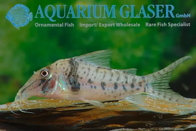 Näsets Ciklidhobby Corydoras orcesi pansarmal XLG