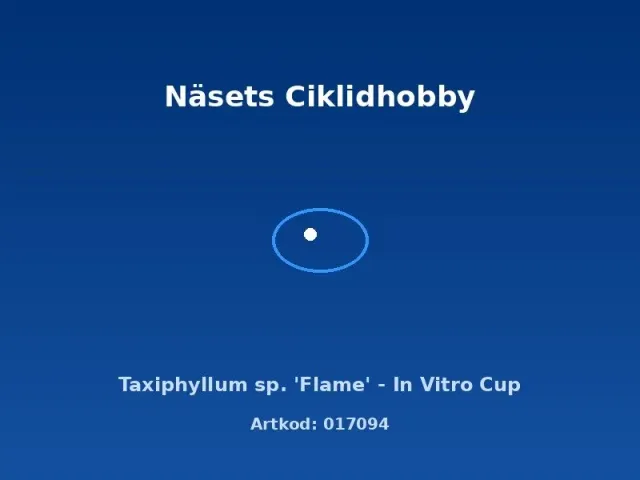 Näsets Ciklidhobby Taxiphyllum Flame mossa in vitro kopp