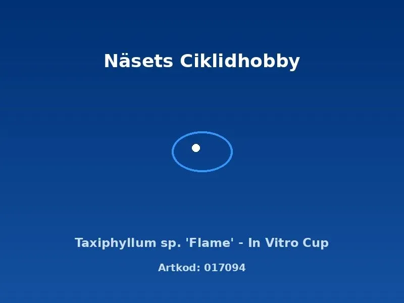 Näsets Ciklidhobby Taxiphyllum Flame mossa in vitro kopp