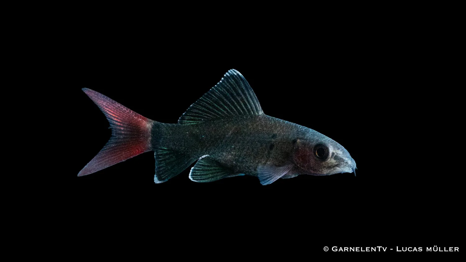 Eldstjärt Epalzeorhynchos bicolor akvariefisk 5–6 cm