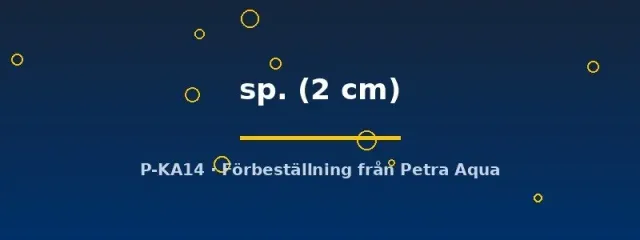 Näsets Ciklidhobby Filopaludina snäcka 2 cm algätande