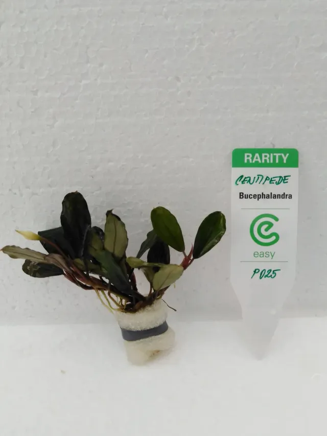 Näsets Ciklidhobby Bucephalandra centipede akvarieväxt Easy8