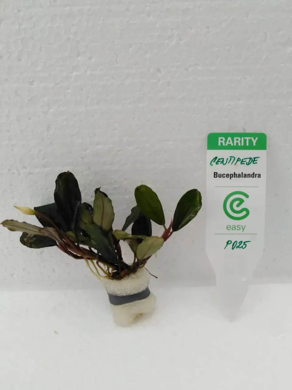 Näsets Ciklidhobby Bucephalandra centipede akvarieväxt Easy8