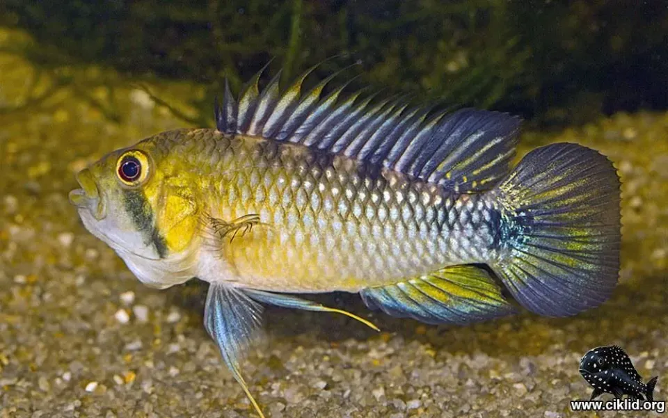 Näsets Ciklidhobby Apistogramma rositae ciklid 4–4,5 cm