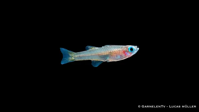 Ivantsoffs blåöga Pseudomugil ivantsoffi stimfisk