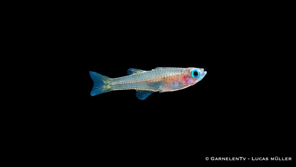 Ivantsoffs blåöga Pseudomugil ivantsoffi stimfisk