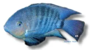 Näsets Ciklidhobby Cichlasoma spilurum Blue-Eyed akvariefisk 4–5 cm