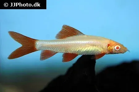 Epalzeorhynchos frenatum albino regnbågshaj 3–4 cm