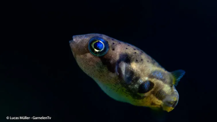 Garnelen TV Erbsenkugelfisch kulfisk 2,5 cm