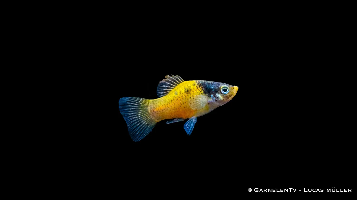 Garnelen TV Hummel Xiphophorus maculatus platy fläckig
