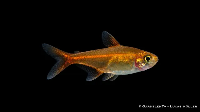 Garnelen TV Hyphessobrycon amandae glödtetra orange stim