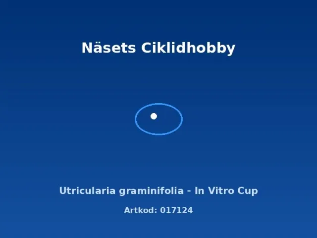 Näsets Ciklidhobby Utricularia graminifolia akvarieväxt in vitro