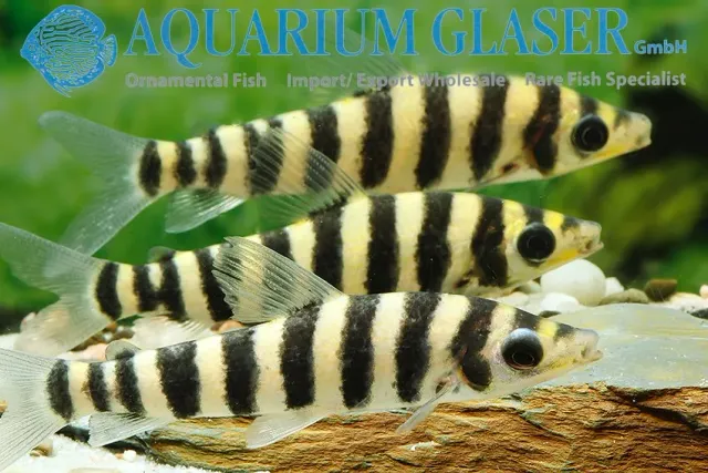 Banded leporinus Leporinus fasciatus 3 cm akvariefisk